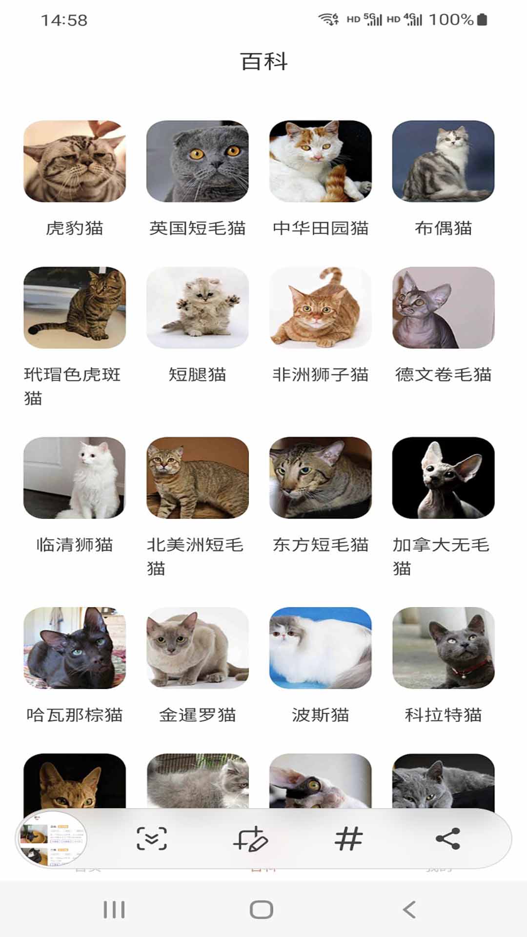 猫先生app