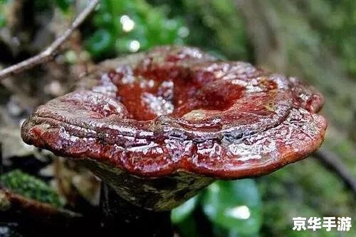 斗战神百味灵芝:草药中的瑰宝 斗战神百味灵芝:草药中的瑰宝