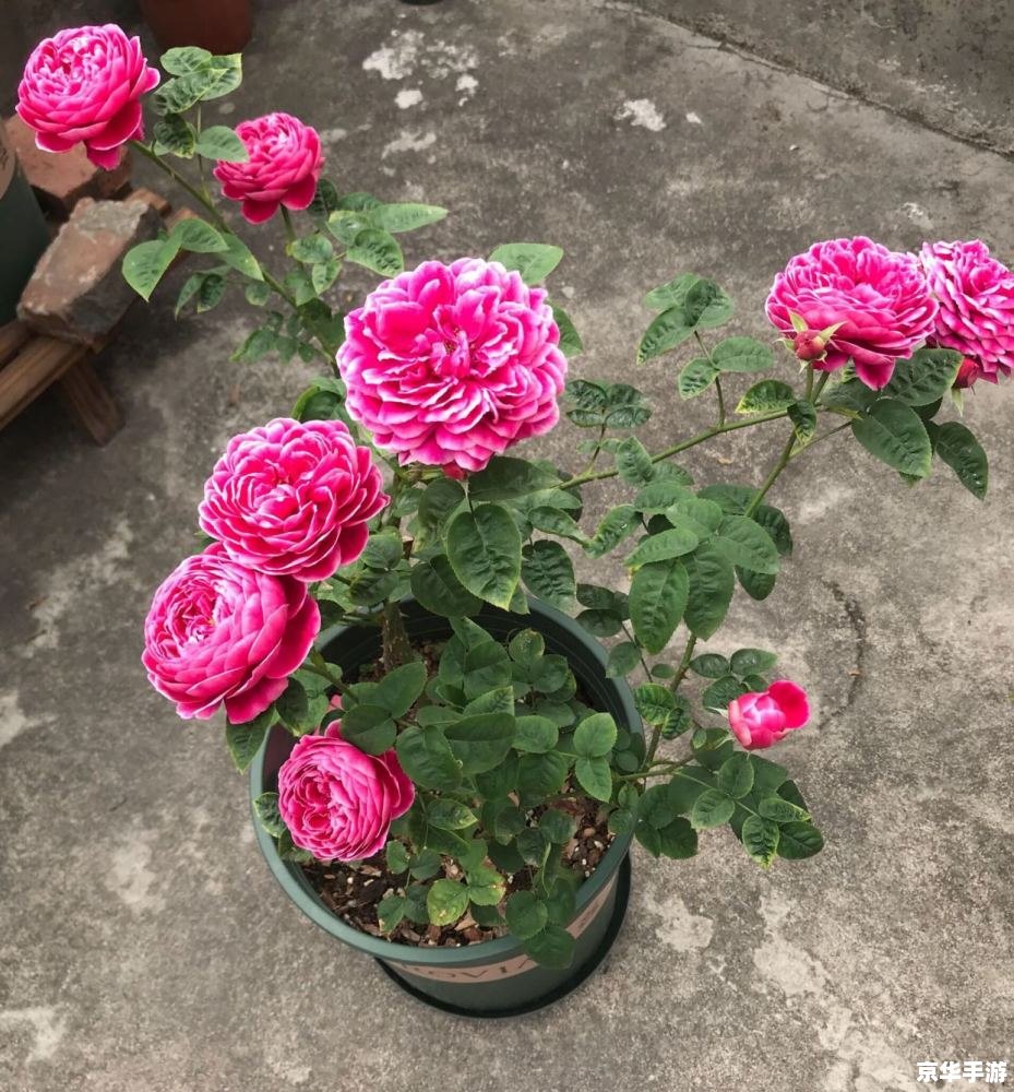 玫瑰版本传奇：探寻古老花卉的神秘面纱
