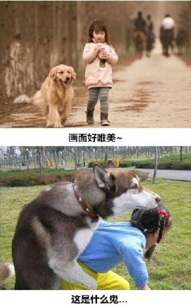 DNF宠物金毛球:陪伴冒险者的可爱小伙伴 DNF宠物金毛球:陪伴冒险者的可爱小伙伴