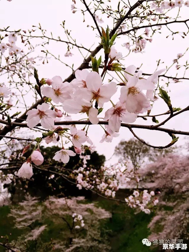poorsakura vol.4攻略 贫穷樱花第四卷：攻略手册