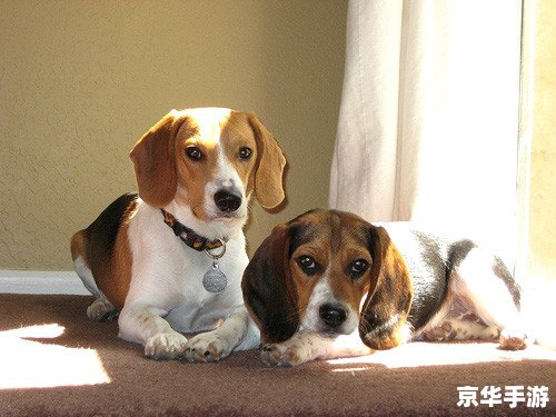 洛克王国小地狱犬：深入解析这只独特的宠物