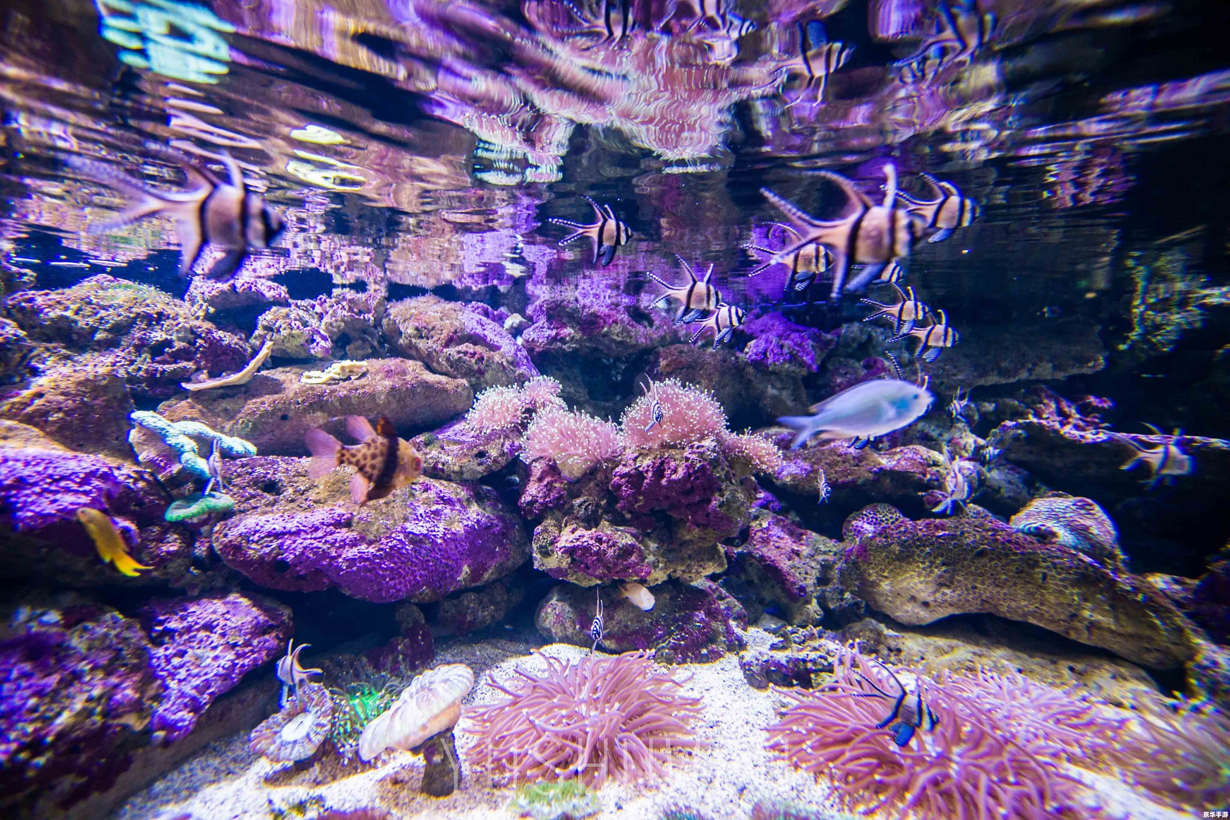 梦幻水族馆：探索神秘的海洋世界