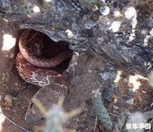恐怖的寄生虫 标题: 恐怖的寄生虫 标题: