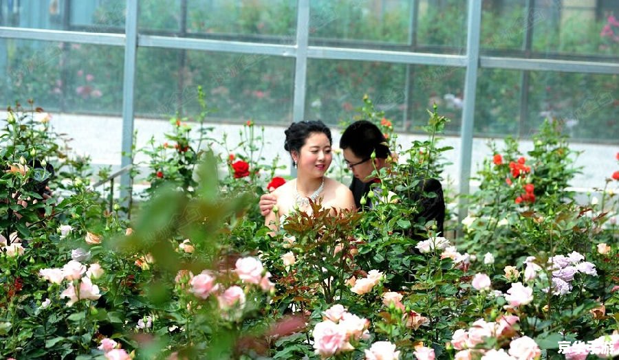 玫瑰小镇登陆:探索浪漫花海的奇妙之旅 玫瑰小镇登陆:探索浪漫花海的奇妙之旅
