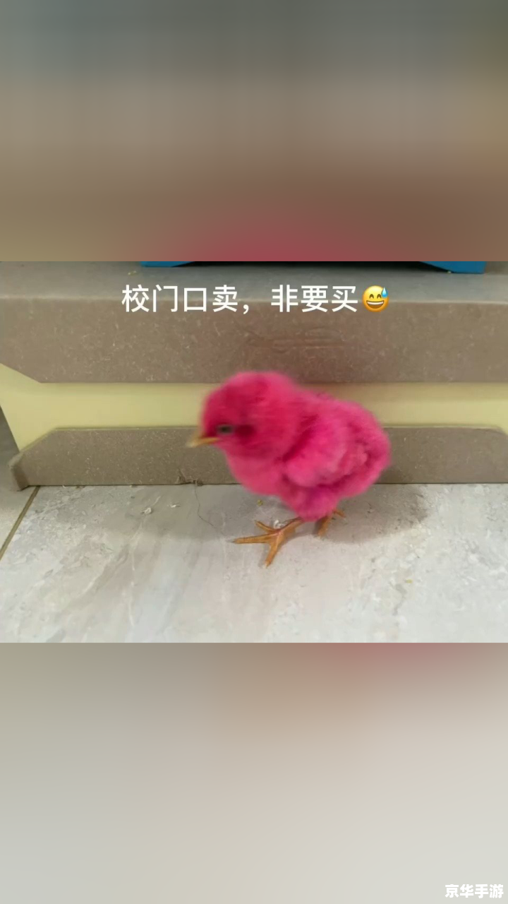 宠物小鸡养成记 宠物小鸡养成记