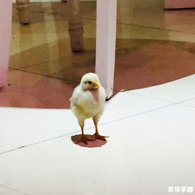 宠物小鸡养成记 宠物小鸡养成记