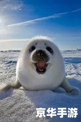 洛克王国小海豹:寒冷海洋的可爱使者 洛克王国小海豹:寒冷海洋的可爱使者