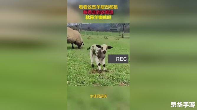 羊了个羊抄袭 建议:《羊了个羊涉嫌抄袭,游戏行业呼唤原创精神》 羊了个羊抄袭 建议:《羊了个羊涉嫌抄袭,游戏行业呼唤原创精神》