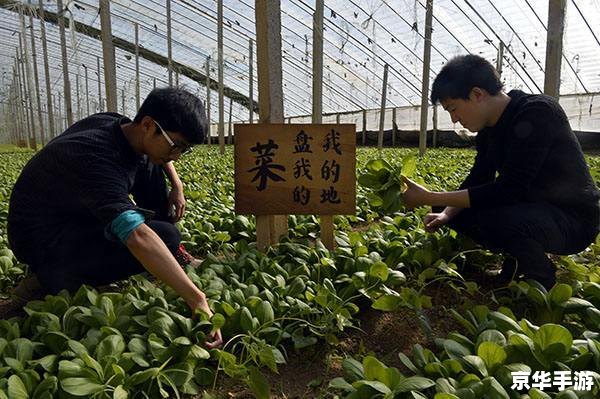 QQ农场作物悉数登场：种植、收获与互动的乐趣