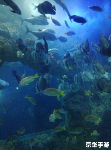 海底世界屏保 建议: 海底世界屏保 建议:
