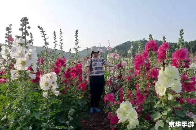玫瑰小镇嫁接游戏:打造属于你的花园奇观 玫瑰小镇嫁接游戏:打造属于你的花园奇观