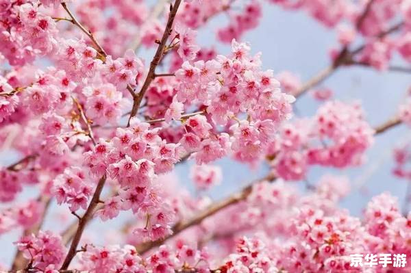 春暖花开公告区 春暖花开:探索游戏中的春日世界 春暖花开公告区 春暖花开:探索游戏中的春日世界