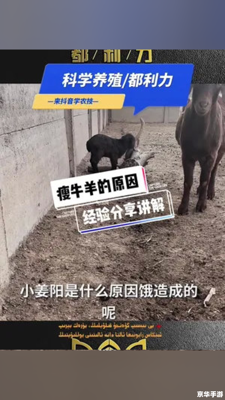 羊了个羊通关攻略与心得分享 羊了个羊通关攻略与心得分享
