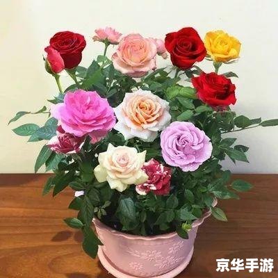 玫瑰小镇 嫁接 玫瑰小镇嫁接:探索游戏中的植物魔法 玫瑰小镇 嫁接 玫瑰小镇嫁接:探索游戏中的植物魔法