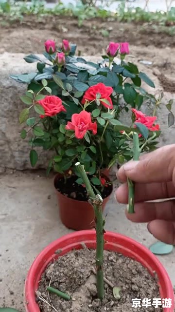 玫瑰小镇 嫁接 玫瑰小镇嫁接：探索游戏中的植物魔法