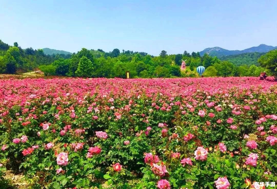 玫瑰小镇登录 玫瑰小镇:浪漫花园的登录之旅 玫瑰小镇登录 玫瑰小镇:浪漫花园的登录之旅