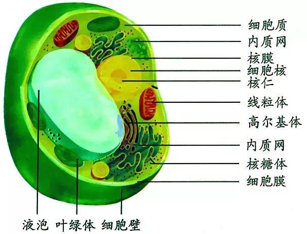 “细胞分裂6”:探索细胞世界的新篇章 “细胞分裂6”:探索细胞世界的新篇章