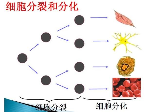 “细胞分裂6”:探索细胞世界的新篇章 “细胞分裂6”:探索细胞世界的新篇章