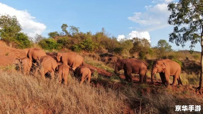 深入解析:卡勒特指挥部攻略全览 深入解析:卡勒特指挥部攻略全览