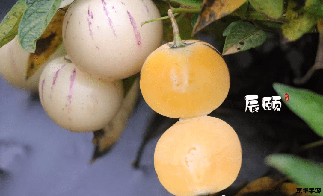 梦幻超级人参果:探寻神秘仙果的力量 梦幻超级人参果:探寻神秘仙果的力量