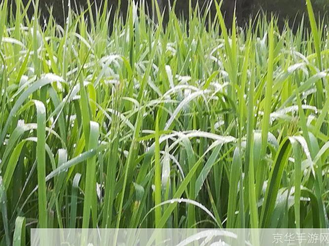 植物大作战:绿色守护者的崛起