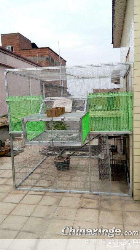 信鸽怎么安装: 信鸽安装指南:一步步教你如何正确安装信鸽