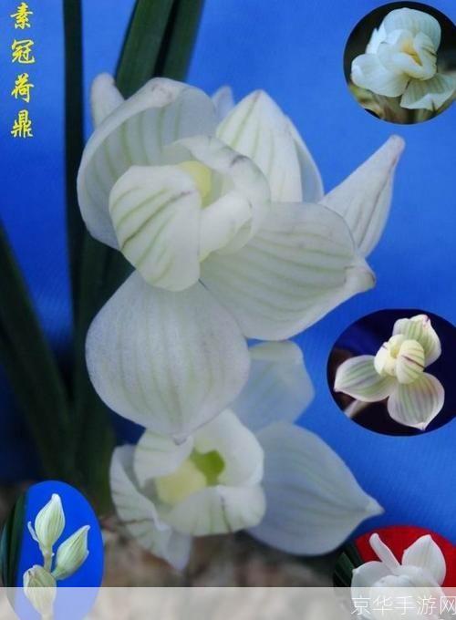 剑网3素冠荷鼎:探寻江湖之美,品味素冠荷鼎之韵