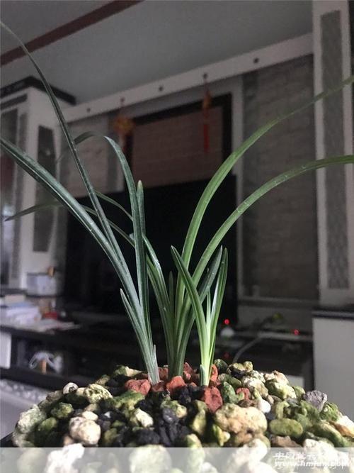 剑网3素冠荷鼎:探寻江湖之美,品味素冠荷鼎之韵