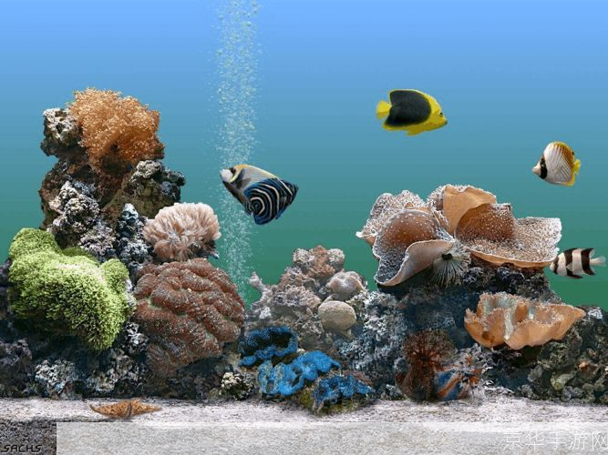 水族箱热带鱼屏保安装指南