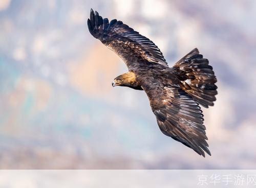 鹰击长空:空中霸主的崛起