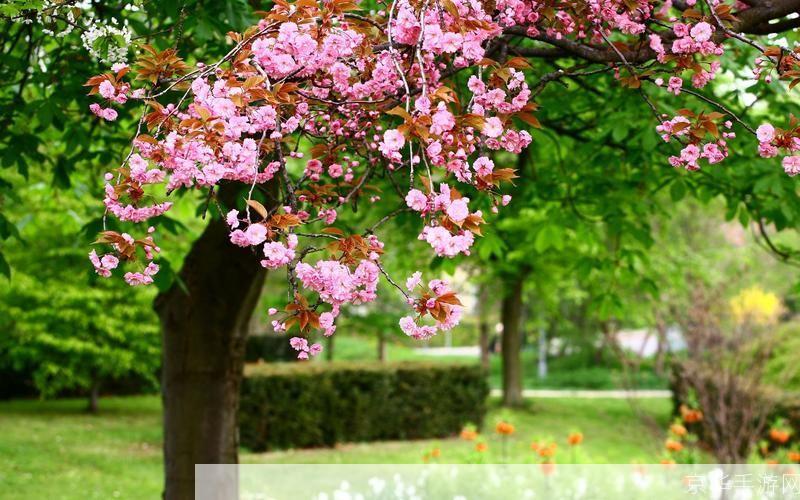 春暖花开行吧春日乐园:探索花朵盛开的奇妙世界