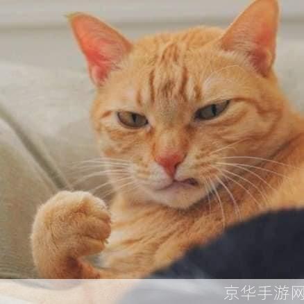 小懒猫特效视频让你的猫咪瞬间变身超级英雄!