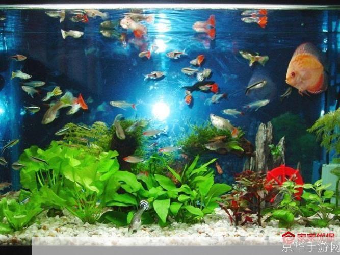 如何正确使用水族箱热带鱼屏保