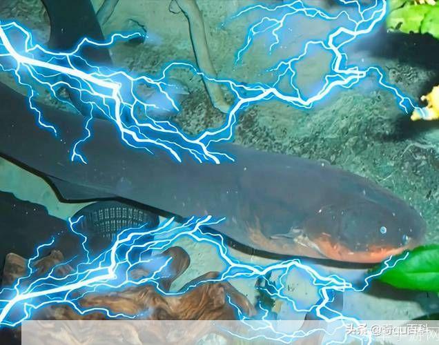 wow电鳗:电鳗之怒:深入解析魔兽世界中的神秘生物与游戏玩法