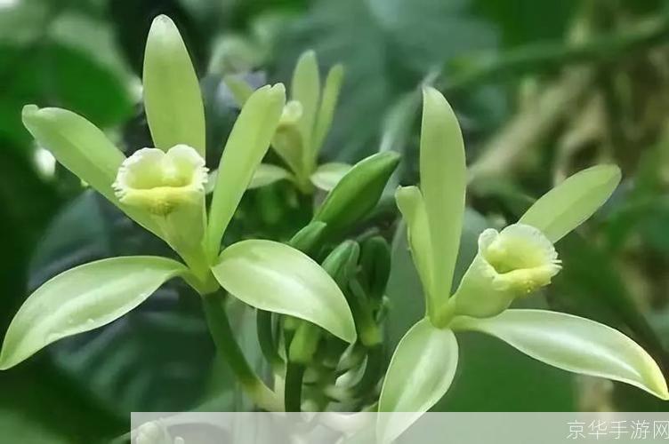 详细步骤指南:如何安装香草视频