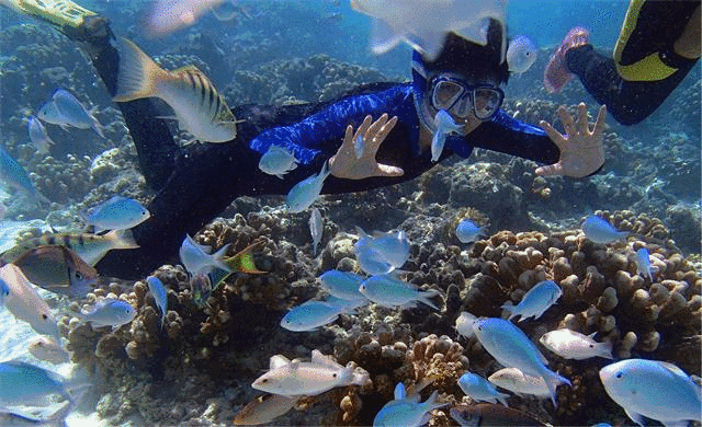 水族馆动态屏保怎么用: 水族馆动态屏保的使用方法详解