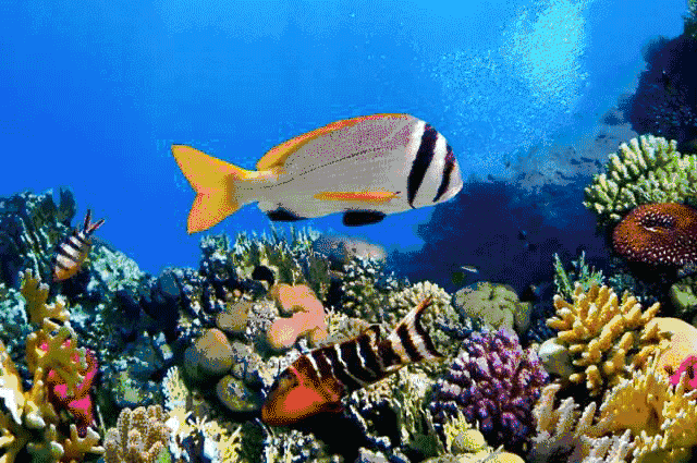 水族馆动态屏保怎么用: 水族馆动态屏保的使用方法详解