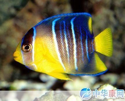 热带鱼屏保怎么用: 热带鱼屏保的安装与使用方法