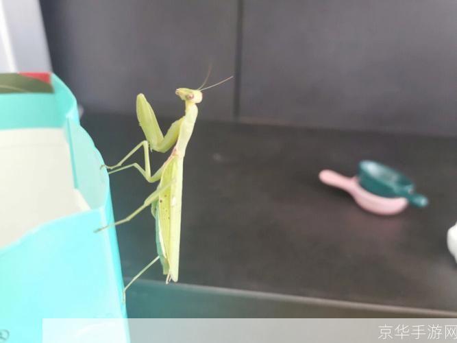 螳螂怎么用: 螳螂的利用与保护:一种生态资源的多功能性