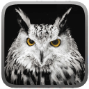 Owl Hunting Journey(猫头鹰狩猎之旅手游)游戏下载